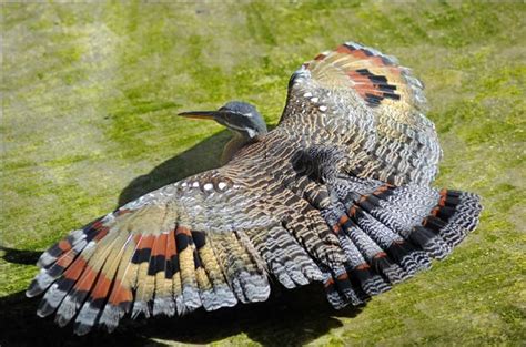  Pájaro del Sol - Una Melodía Lirante Con Ritmos Electroacústicos Inusuales